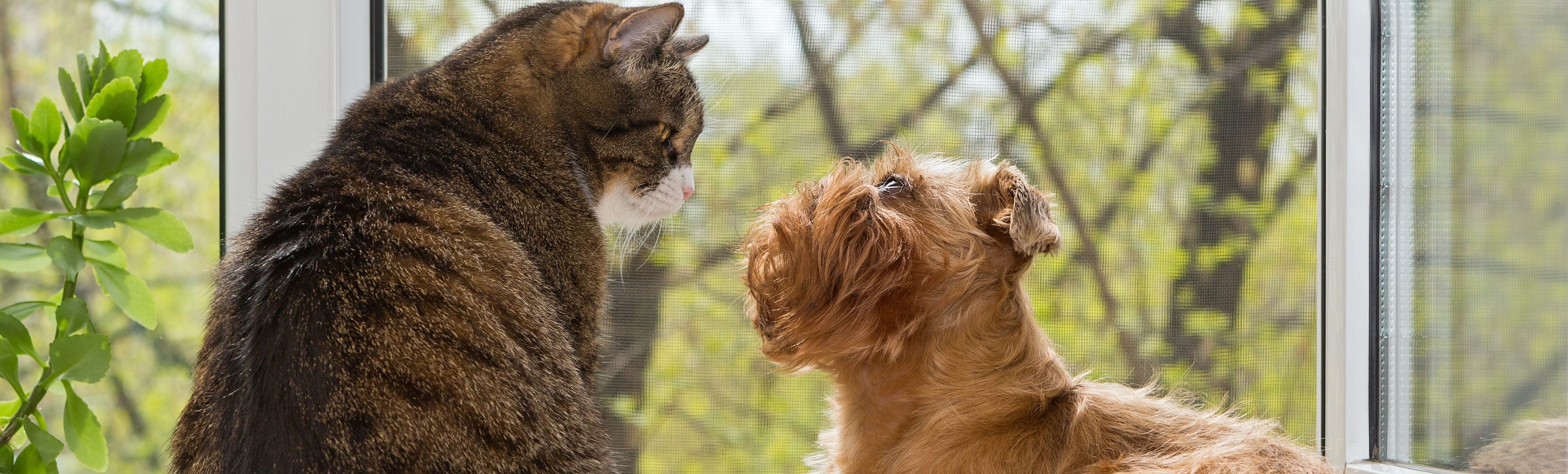 犬の写真